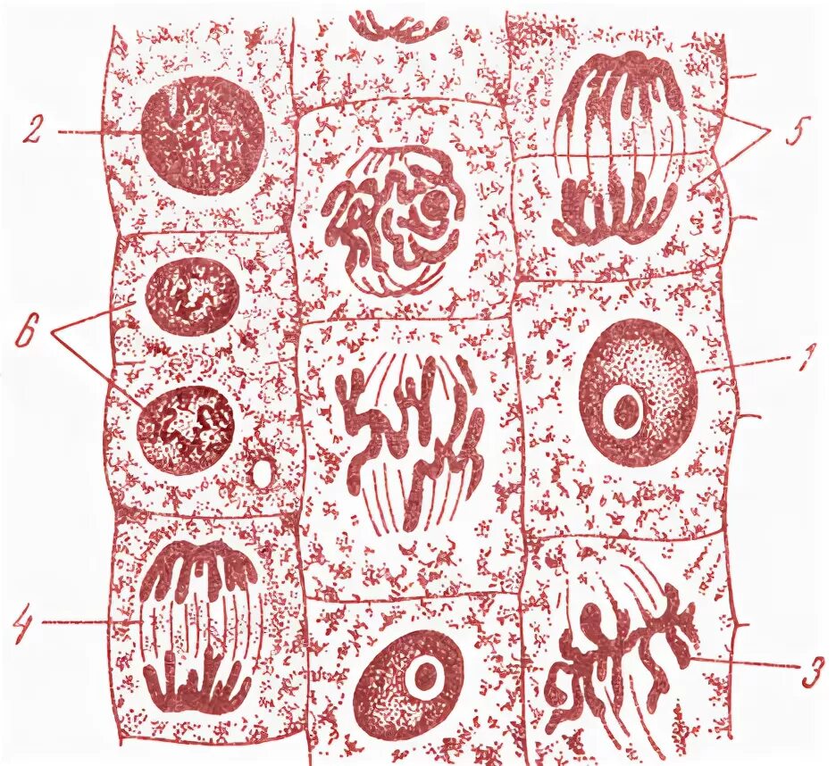 Файл:Wilson1900Fig2.jpg - Википедия