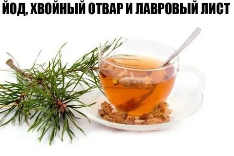 Сосновые почки от кашля