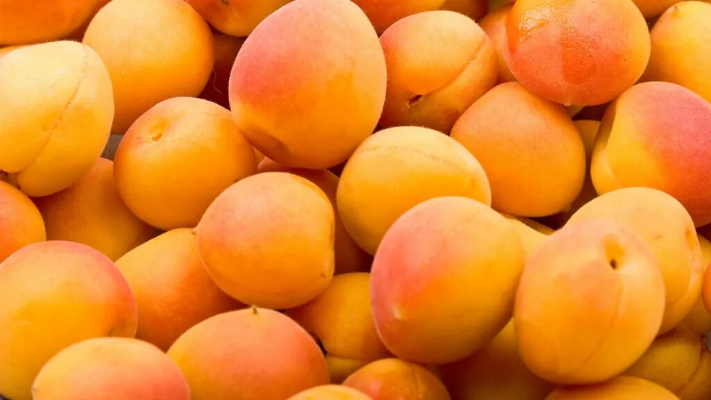 Абрикос огни челябинска. Абрикос иссык кульский. Абрикос домашний. Абрикосы домашние фото. Абрикосы домашние.