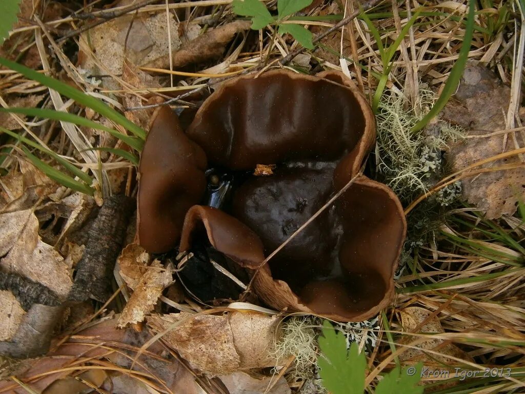 Гриб саркосома шаровидная лечебные. Саркосома шаровидная Sarcosoma globosum. Гриб Саркосома. Саркосома шаровидная (земляное масло).