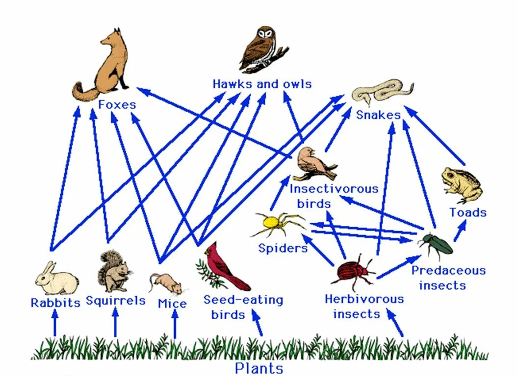 Составить цепь питания в экосистеме. Пищевая сеть это в биологии. Пищевые цепи и сети. Цепь питания сеть питания. Трофические связи сети питания.