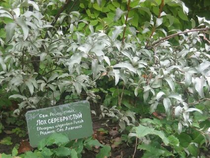 Лох серебристый фото и описание