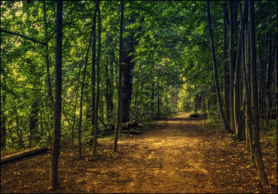 молчание леса. тишина лес сказочно. лес лес тишина. тишина природы. молчание леса.