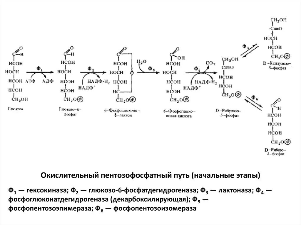 Реакции окислительного этапа пентозофосфатного пути. Окислительные реакции пентозофосфатного пути. Пентозофосфатный (апотомический) путь окисления Глюкозы.. Пентозофосфатный путь окислительный этап. Установите последовательность этапов окисления крахмала