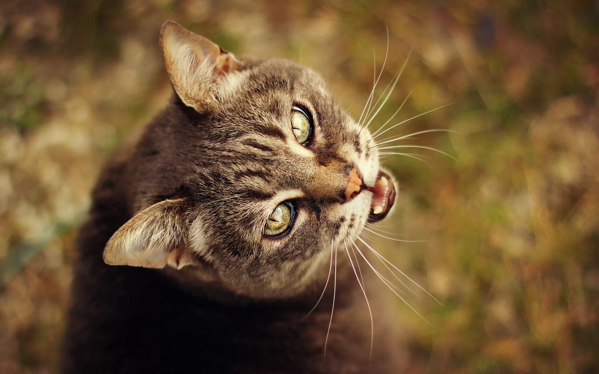 Мяуканье котят слушать в хорошем. Мяуканье кошки. Котик мяукает. Беспокойный котик. Кот мяукает картинка.