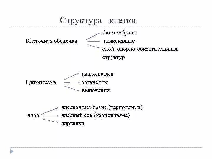 Клетка иерархия