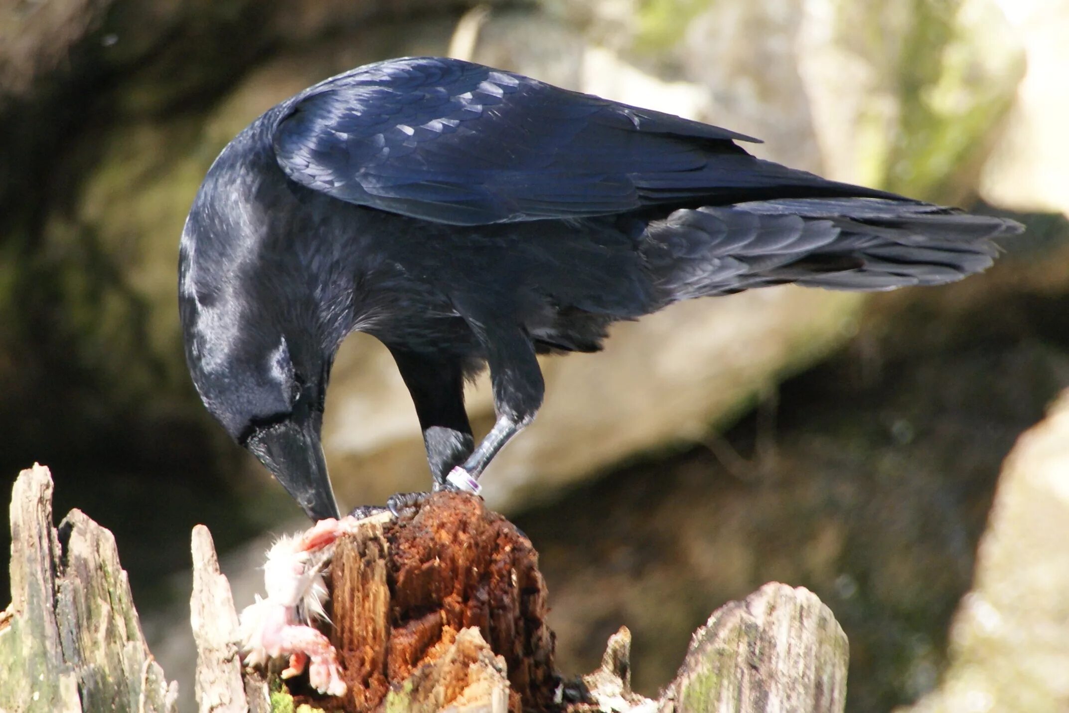 Ворон Карлуша. Белоклювый ворон. Corvus Corax птица. Ворон обыкновенный. Где обитает ворона обыкновенная