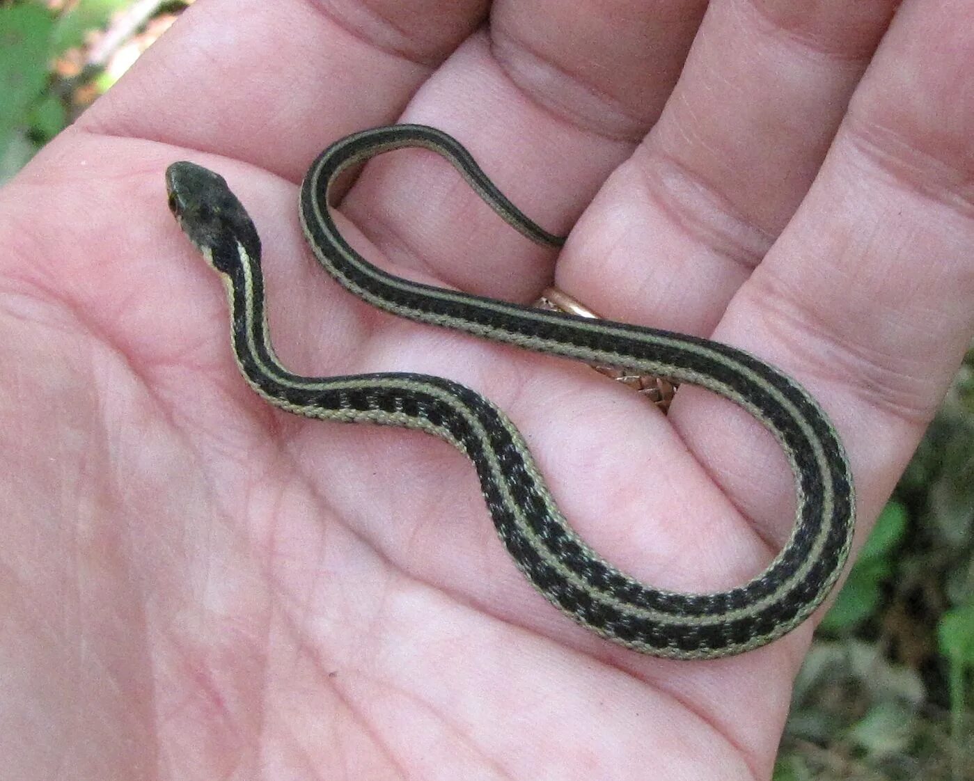 Типа змейка. Змея гадюка маленькая. Гадюка обыкновенная маленькая. Самые маленькие змеи. Маленькая неядовитая змея.
