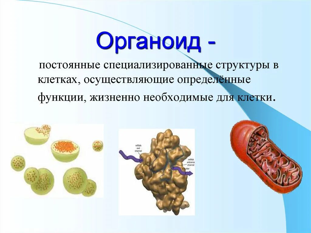 Жизненные функции клеток. Органоиды это. Органоиды клетки. Каждый органоид клетки. Органоиды клетки это определение.