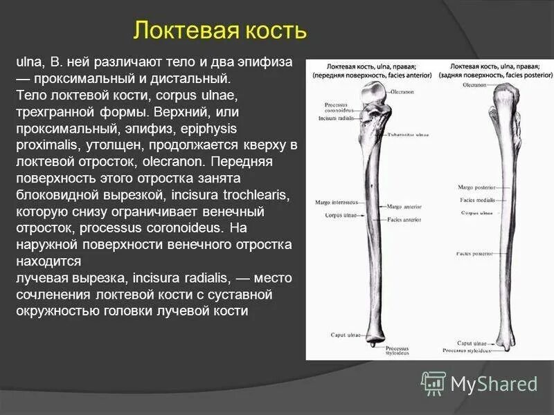 Последовательность расположения анатомических образований на локтевой кости Пин от пользователя Нателла Светлая на доске Пластическая анатомия Анатомия, Био