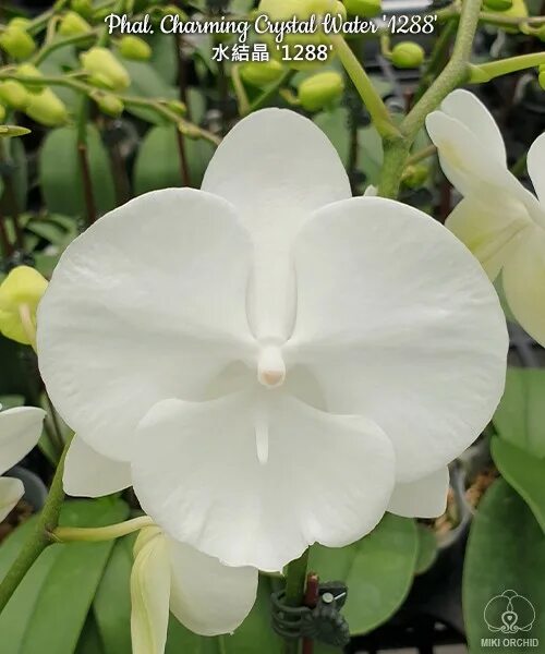 Кристалл орхидея фото Phal. Charming Crystal Water 2.5
