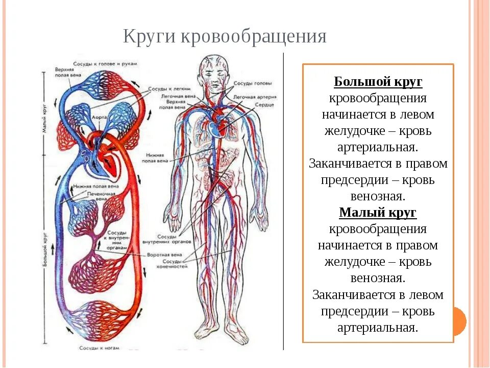 Сердце и кровообращение 8 класс. Малый круг кровообращения схема анатомия человека. Большой и малый круг кровообращения . Артериальная и венозная системы. Схема кругов кровообращения у человека 8 класс биология. Малый и большой круг кровообращения человека схема.