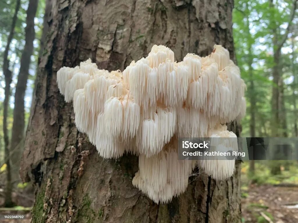 Ежовик гребенчатый википедия. Lions mane ежевик гребенчатый.