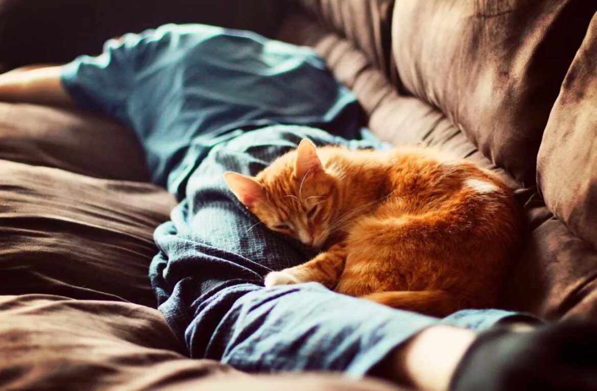 Спящий кот. Спящие котята. Рыжий котенок на кровати. Кошка приходит спать