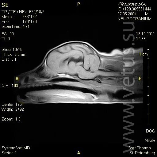 Мрт мозга собаке. Синдром Киари у собак мрт. Мрт головы Сагиттальный срез. Мрт животных снимки.