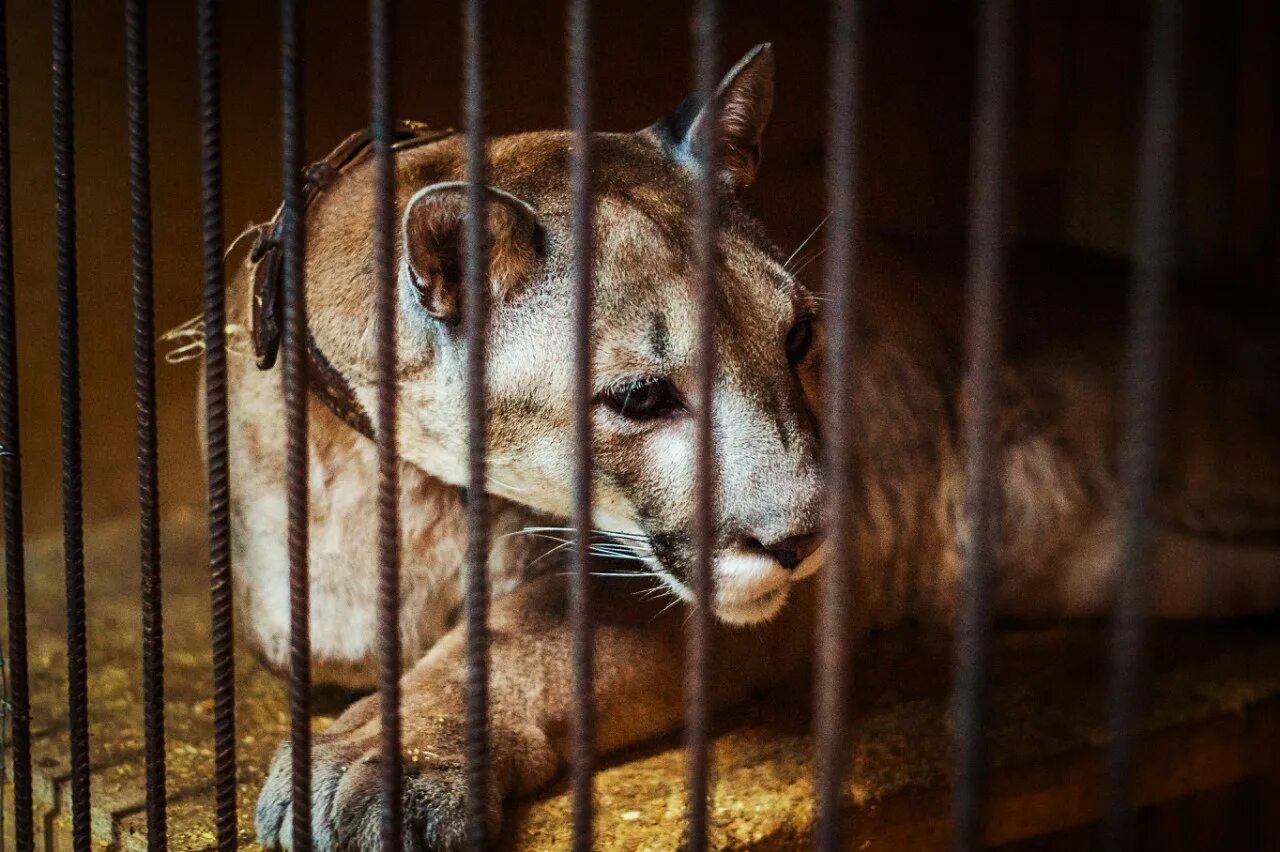 Приют для диких птиц майкопа. Медведь ест животных. Приют карена даллакяна для животных челябинск. Велес центр реабилитации диких животных. Приют для диких животных.