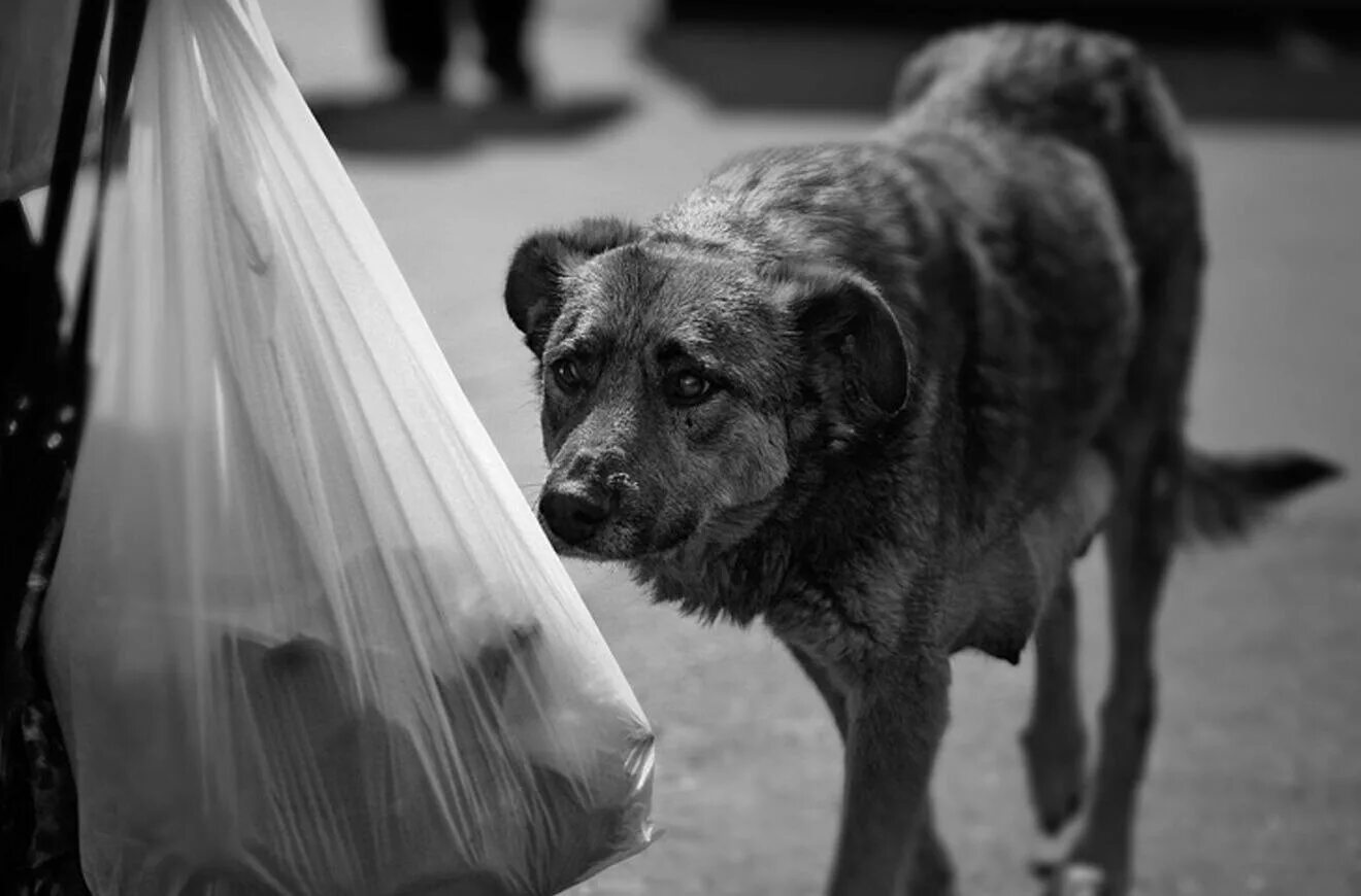 одиночество с собакой. грустная бездомная собачка. падающие камни. брошенная женщина. картинка брошенного человека.