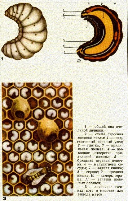 Стадии развития личинки пчелы. Суточный расплод пчел. Стадии расплода пчел. Этапы развития личинки пчелиной матки.
