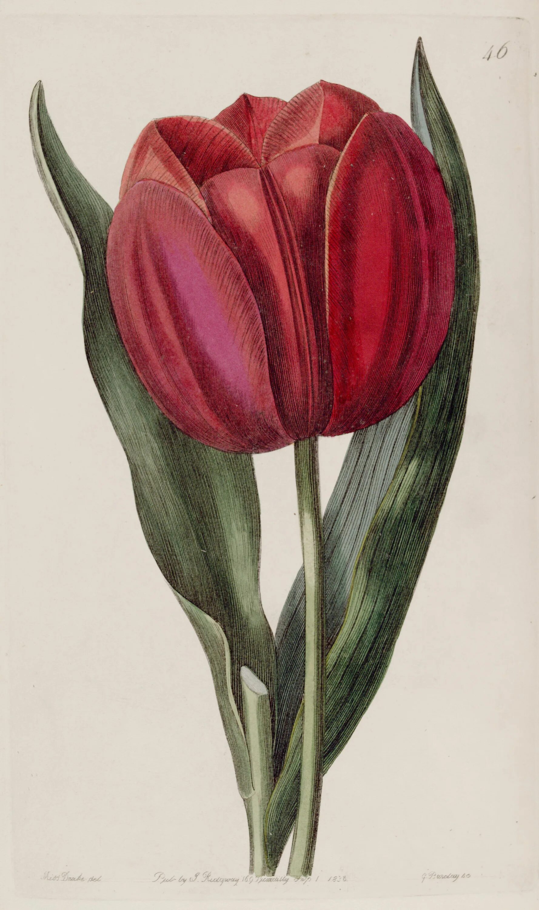 Тюльпан Ботанический красный. Ботаническая иллюстрация тюльпан Шренка. Тюльпаны рисунок. Тюльпаны цветными карандашами. Тюльпан ботаника