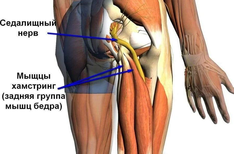 Почему тянет левую ногу. Отрыв сухожилий от седалищного бугра. Седалищный и бедренный нерв. Седалищный нерв в области бедра. Седалищный нерв анатомия мышцы.