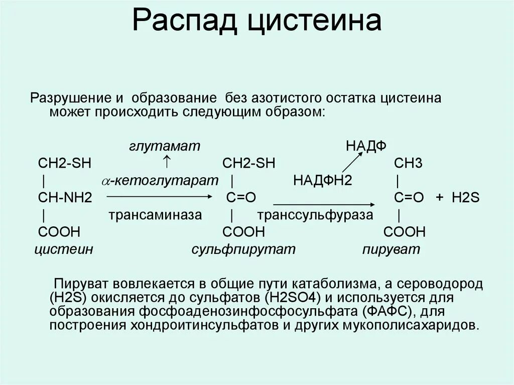 Реакция образования цистеина из метионина. Метионин Синтез цистеина. Катаболизм цистеина и метионина. Распад цистеина. Реакция распада в организме