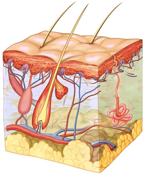 Integumentary epithelium. Epidermis and dermis layers. Сетчатый слой дермис кожи. Integumentary System Organs. Skin many