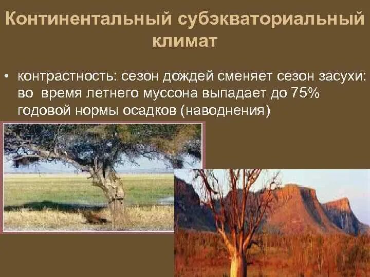 Субэкваториальный континентальный климат. Субэкваториальный континентальный климат. Теплый влажный климат. Климатограмма субэкваториального пояса. Субэкваториальный пояс южной америки.