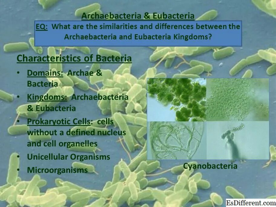 Цианобактерии встречаются в составе лишайников. Эубактерии и цианобактерии. Бактерии эубактерии. Царство прокариоты царство эубактерии. Эубактерии классификация.