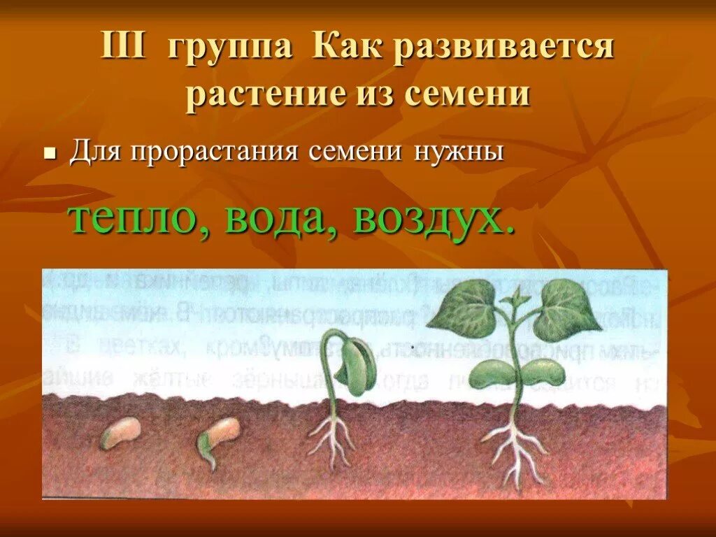 Схема прорастания семян. Как развивается растение из семени. Стадии развития растений. Схема прорастания семян для дошкольников.