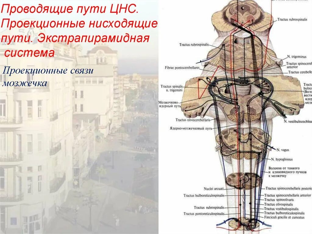 Нисходящий нерв. Проекционные проводящие пути ЦНС. Классификация проводящих путей ЦНС анатомия. Нисходящие пути ЦНС пирамидные. Схема проводящих путей ЦНС.