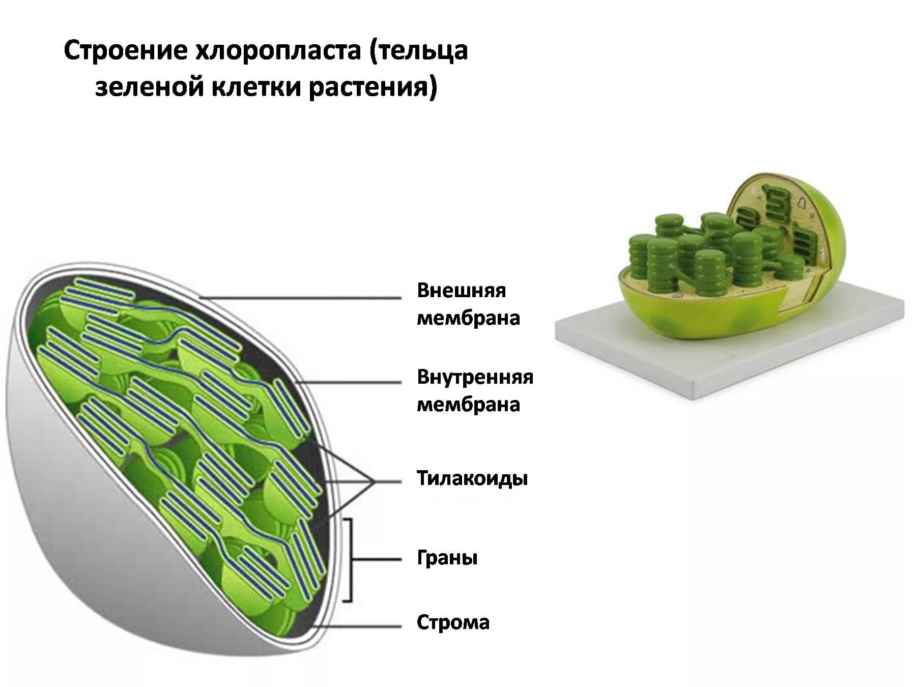 Хлоропласты в зеленых клетках. Хлоропласты Строма тилакоиды граны. Строение хлоропласта растительной клетки. Строение клетки хлоропласты. Строма и тилакоиды.