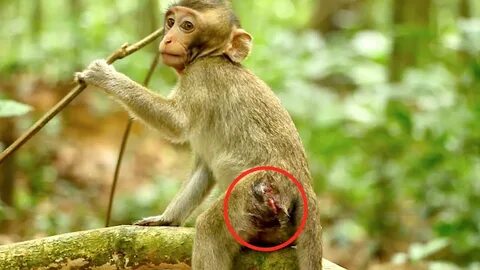 Monkey beating
