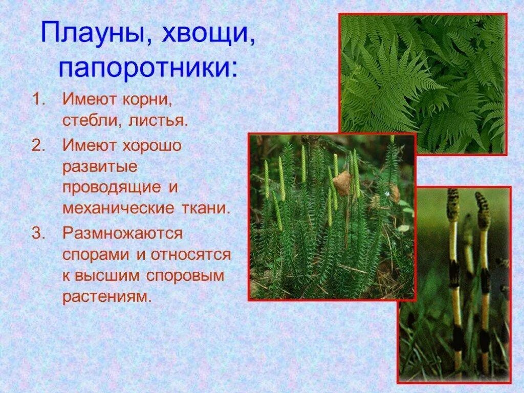 Внешнее строение высших споровых растений