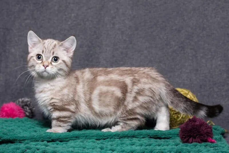 Манчкин порода. Манчкины спб. Манчкин наполеон кошка. Манчкин кинкалоу. Манчкин (порода кошек).
