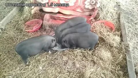 Наши поросятки выросли на грядке