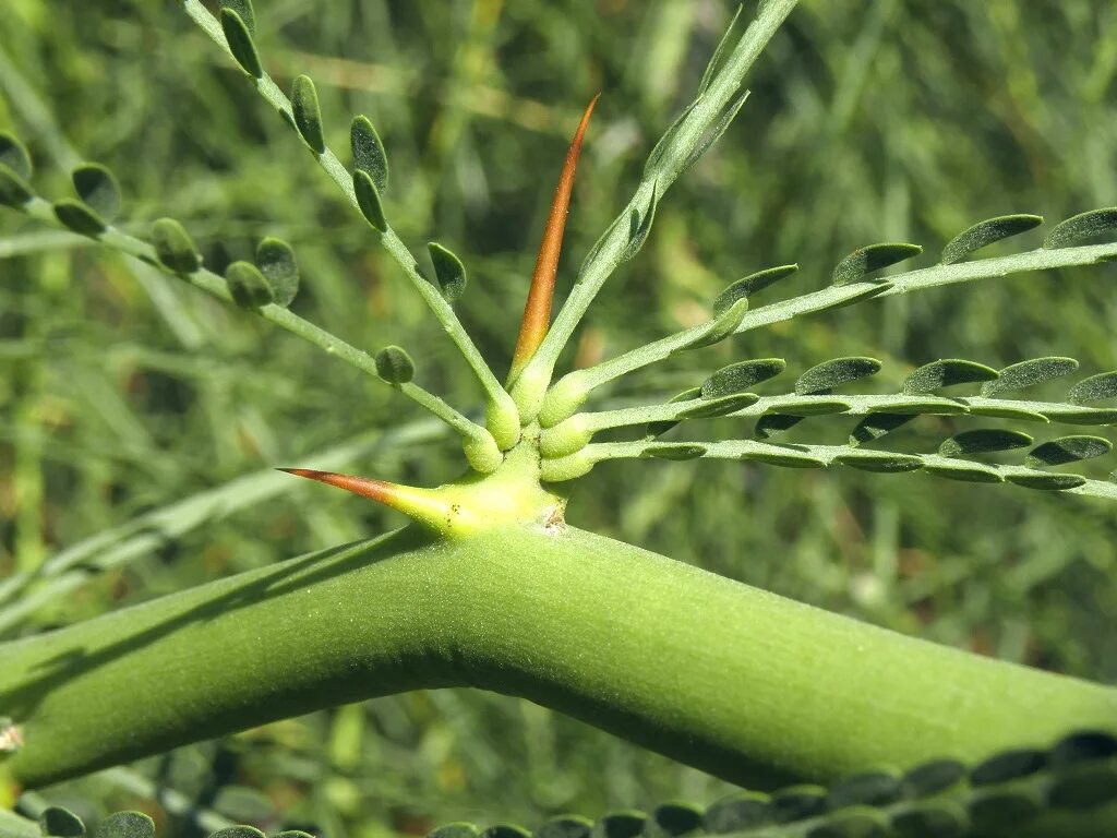 цветы в ультрафиолете крейг берроуз. цветок попал. паркинсония колючая. какой человек не видел цветок. молочай миля.