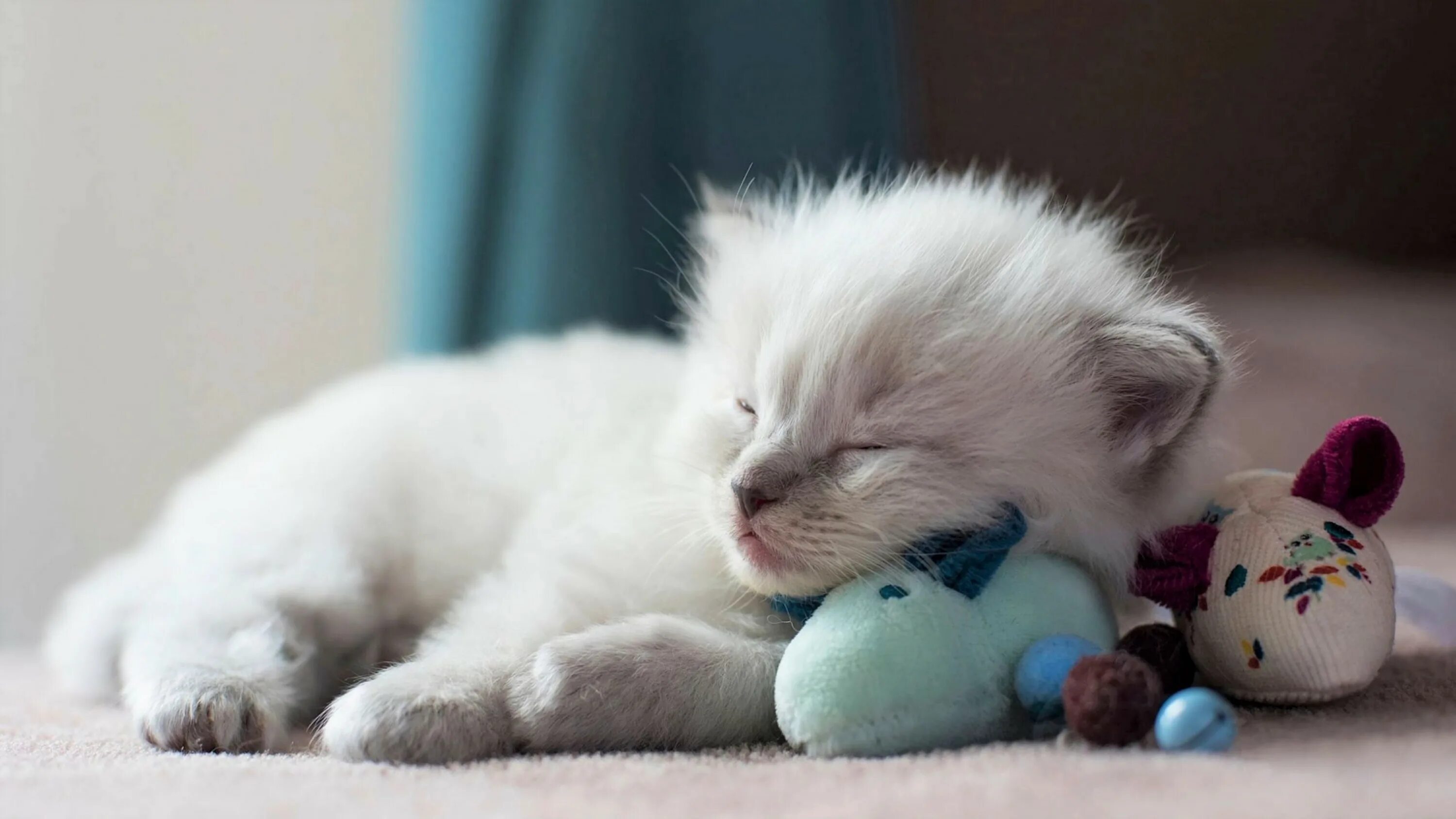 Кошка дасти 420 котят. К чему снятся котята. К чему снятся котята маленькие и кошка. Маленький котенок. Сонник к чему снятся маленькие котята.