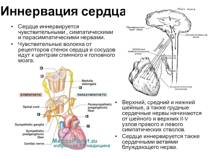 Иннервация сердца анатомия схема. Блуждающий нерв иннервация сердца схема. Иннервация сердца вегетативная нервная система. Вегетативная иннервация сердца схема.