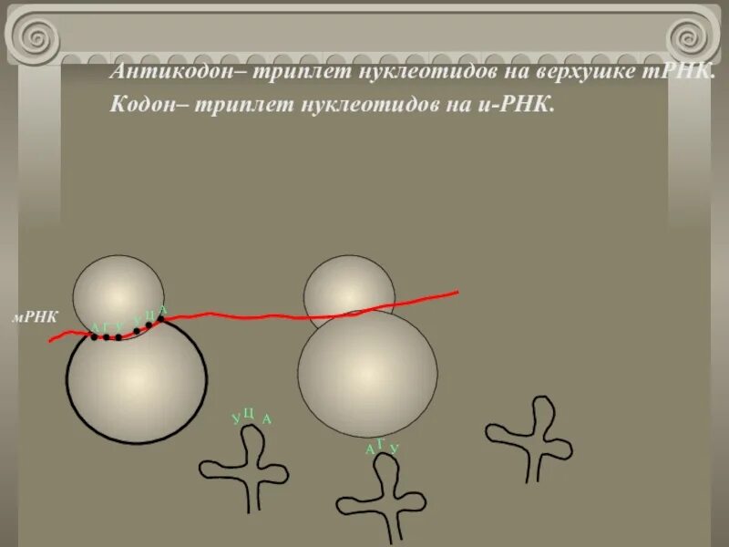 Укажите какой триплет является антикодоном. Антикодоны трнк. Кодон и антикодон трнк. Укажите какой триплет является антикодоном. Вторичная структура трнк клеверный лист.