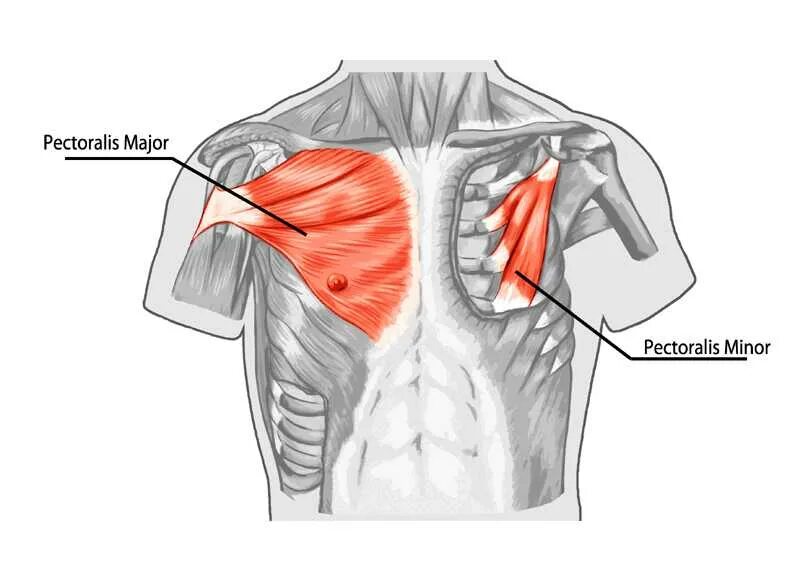 Большая грудная мышца m. pectoralis Major. Pectoralis Major мышца. Малая грудная мышца m. pectoralis Minor. Pectoralis Major/Minor мышцы.
