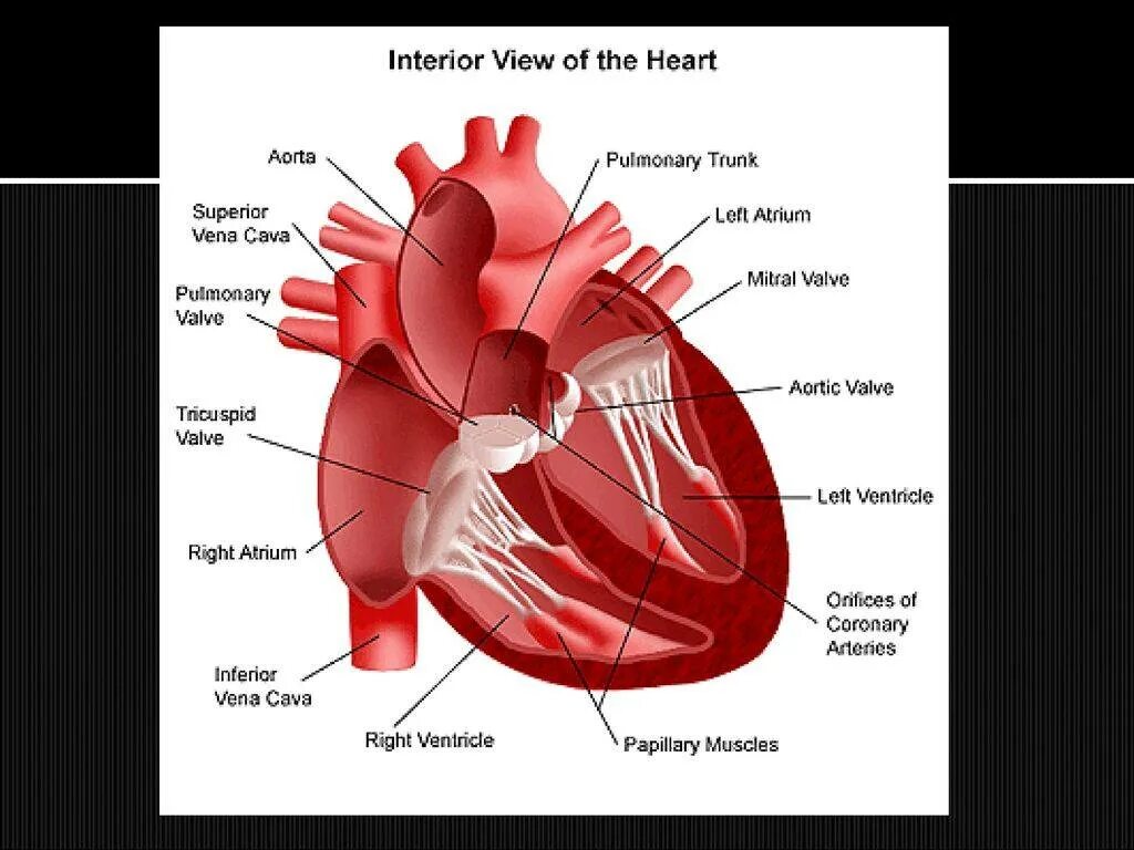 Наличие хорды у человека. Строение сердца человека хорда. Дополнительная хорда (хорды) левого желудочка. Дополнительная трабекула в полости левого желудочка что это такое. Строение сердца хорда левого желудочка.