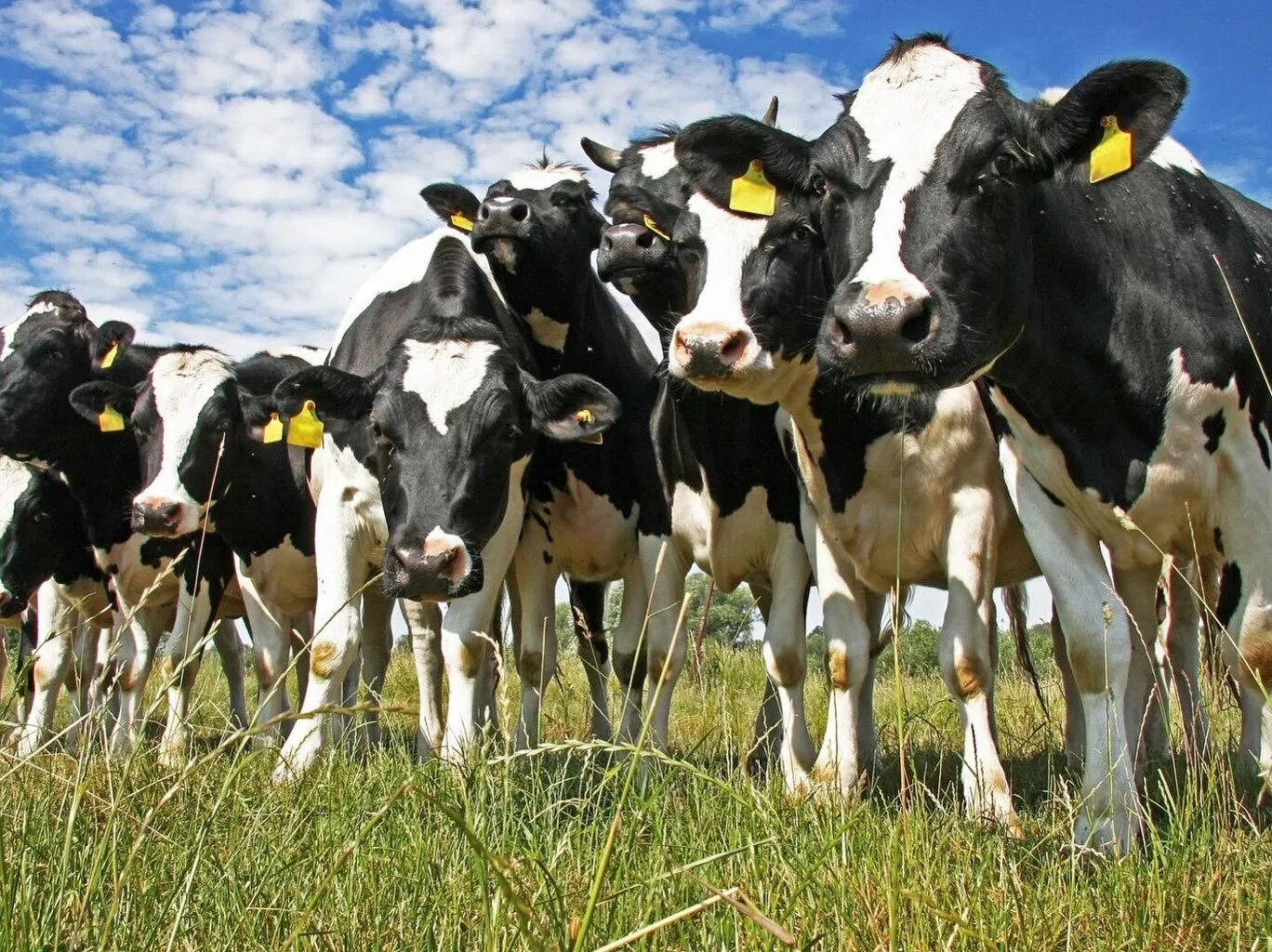 Livestock перевод. Livestock перевод. Livestock перевод на русский. Seasonal fluctuations in the composition, properties and thermal changes of cow's milk in the seasonal calving system. Домашние сельскохозяйственные животные.