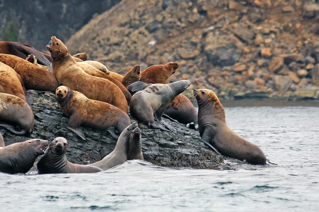 Лежбища морских млекопитающих заповедники. Моржи на камчатке. В каком заповеднике лежбище морских млекопитающих. Кроноцкий заповедник сивучи. В каком заповеднике лежбище морских млекопитающих.