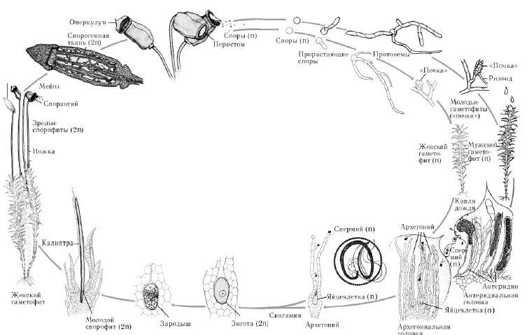 Мох сфагнум стадии жизненного цикла. Цикл развития плауна схема. Жизненный цикл мха плауна. Цикл мха Кукушкин лен схема. Кукушкин лен цикл развития.