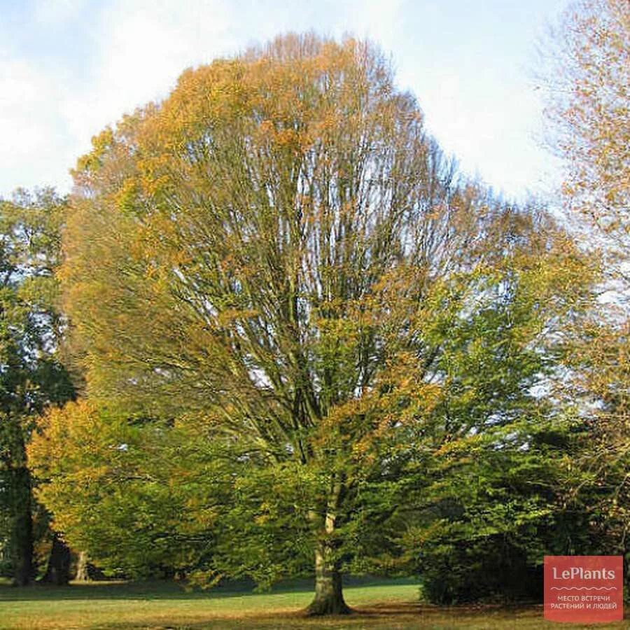 Граб дерево фото с описанием. Граб дерево. Carpinus betulus. Граб обыкновенный. Граб кавказский дерево.