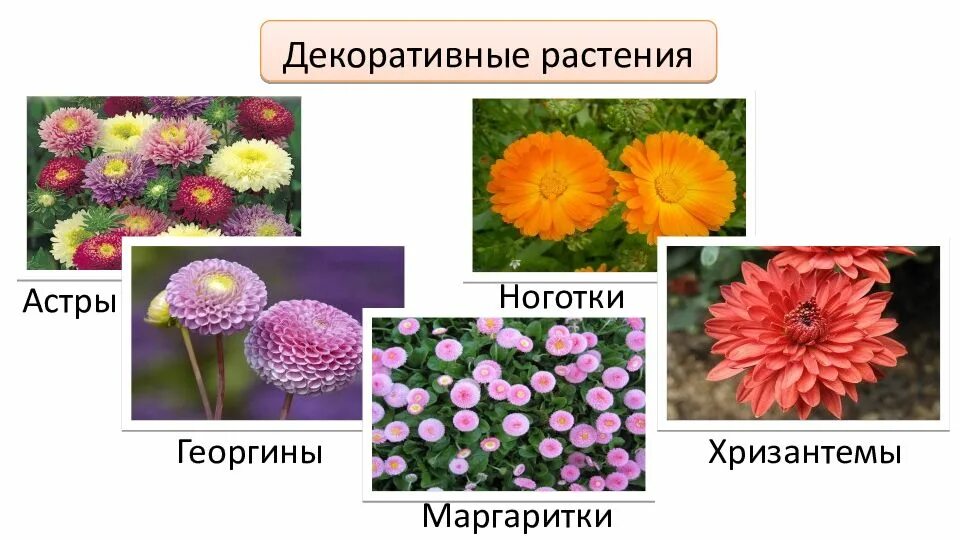 Названия растений семейства сложноцветных. Семейство Астровые декоративные растения. Двудольные растения семейства Сложноцветные.