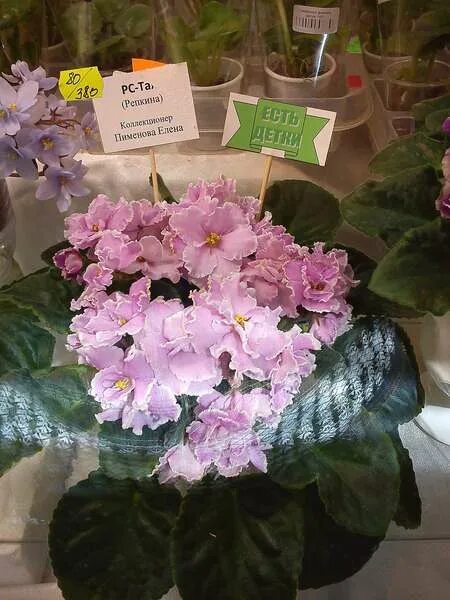 фиалка центр ввц черенки