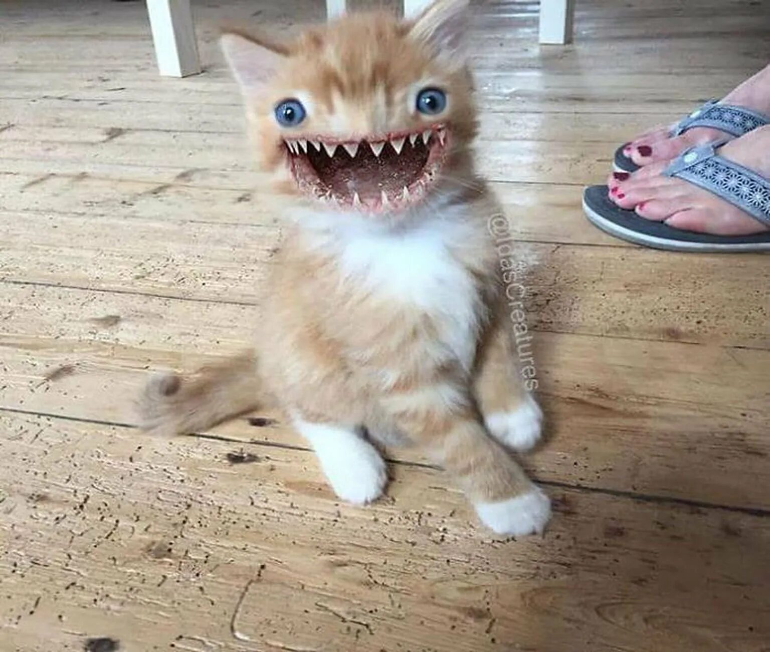 Включи котика ну. Кот улыбается с зубами. Кот улыбается с зубами человеческими.