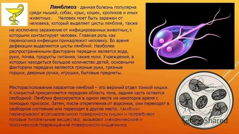 После лечения лямблиоза. Паразиты лямблии симптомы. Лямблии возбудитель заболевания.