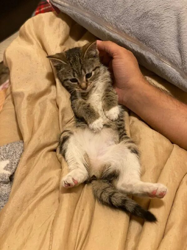 друзья кота коржика